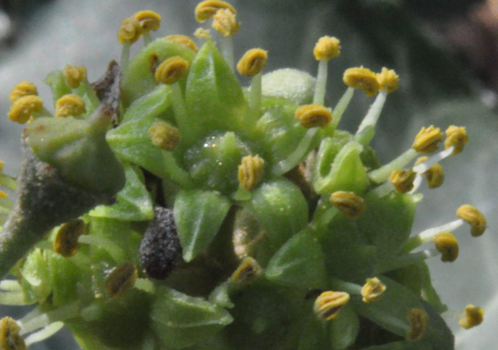 spiral kaktus Shop 'Spiral Cactus - Cereus forbesii spiralis' Care and Growing Guide main image 0